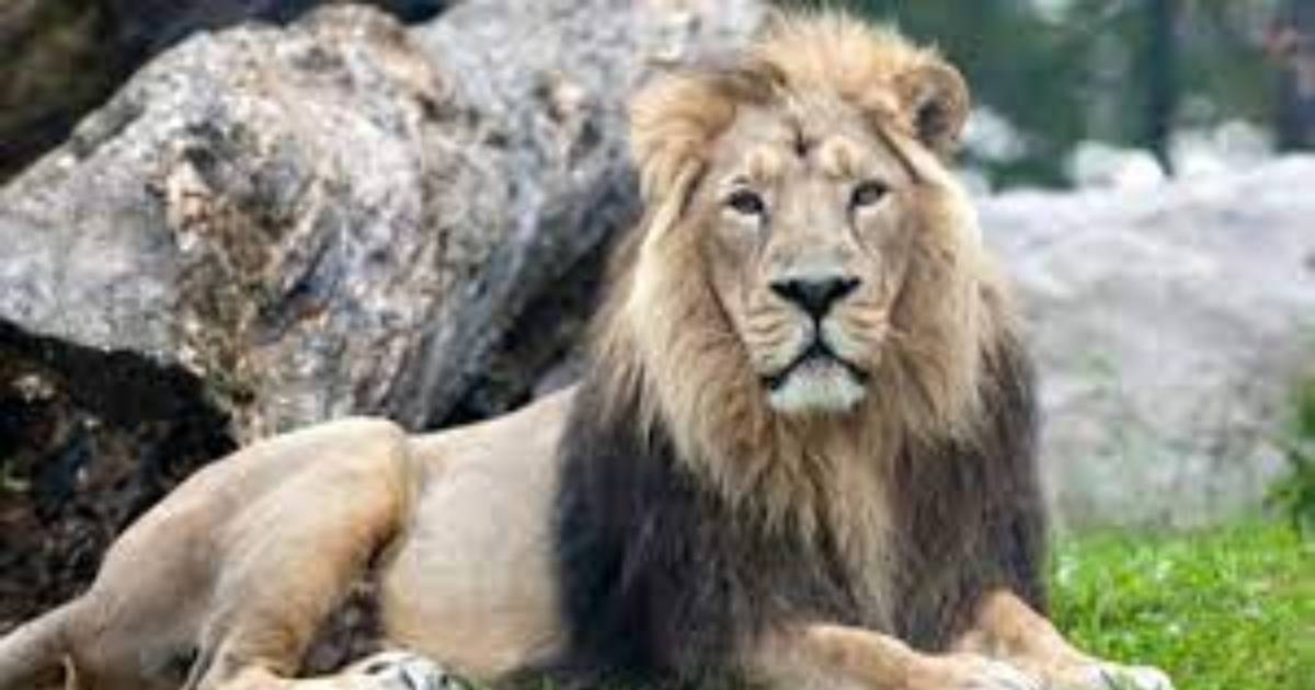Asiatic lion, African cheetah to add to state’s pride; tiger & bird safari in N’garh